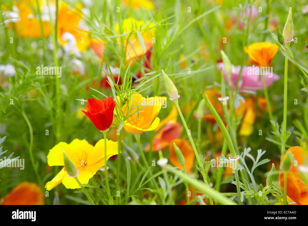California poppy in a border of mixed annual flowers, Devon Stock Photo