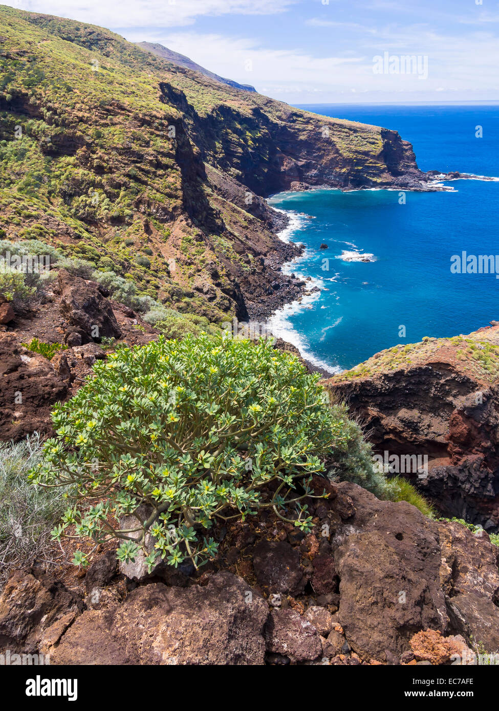 Spain, Canary Islands, La Palma, Punta del Puerto Viejo, Cliff coast near Garafia, Euphorbia in the foreground Stock Photo