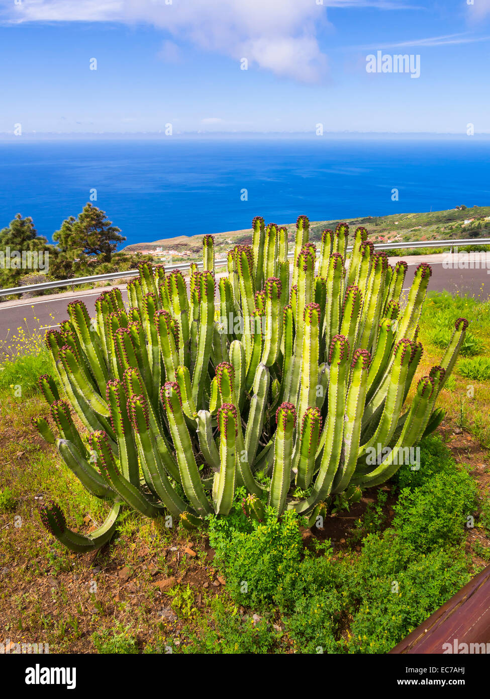 Spain, Canary Islands, La Palma, Canary Island Spurge at the coast of Garafia Stock Photo