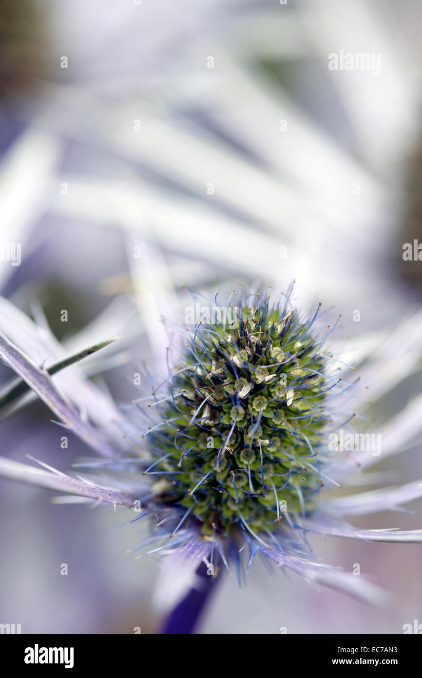 Eryngium planum Sea Holly Stock Photo Alamy