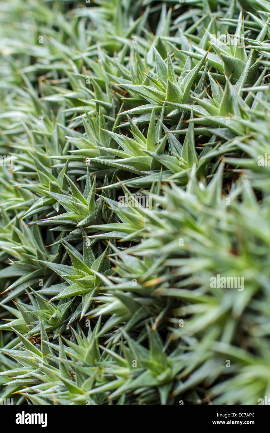 Deuterocohnia brevifolia, close-up Stock Photo