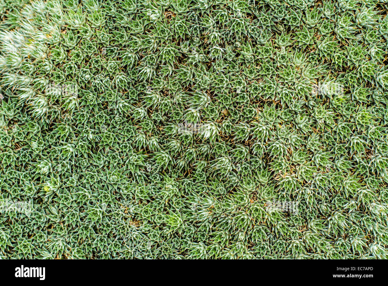 Deuterocohnia brevifolia, close-up Stock Photo