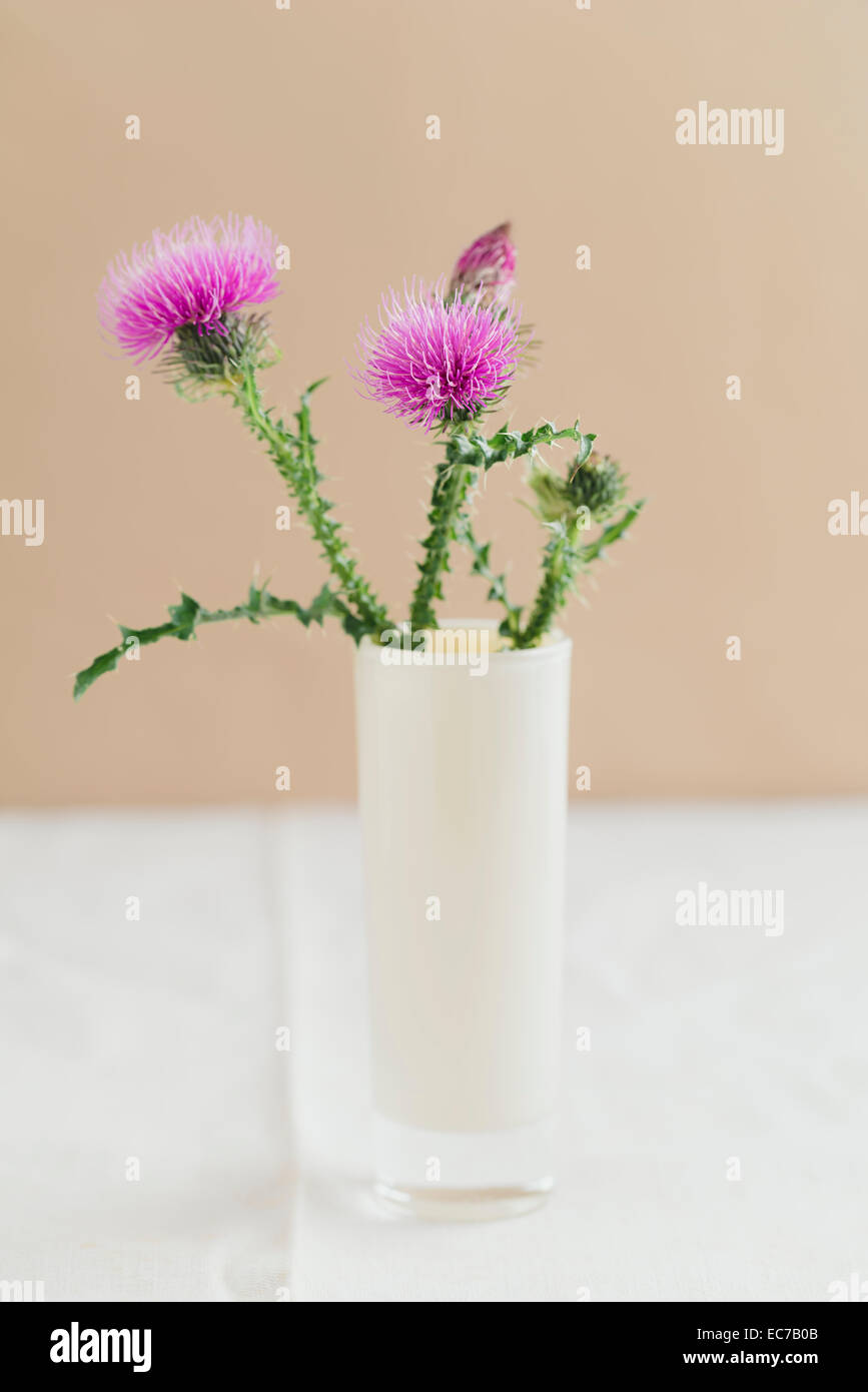Flower vase with thistle, Carduus, on white cloth Stock Photo