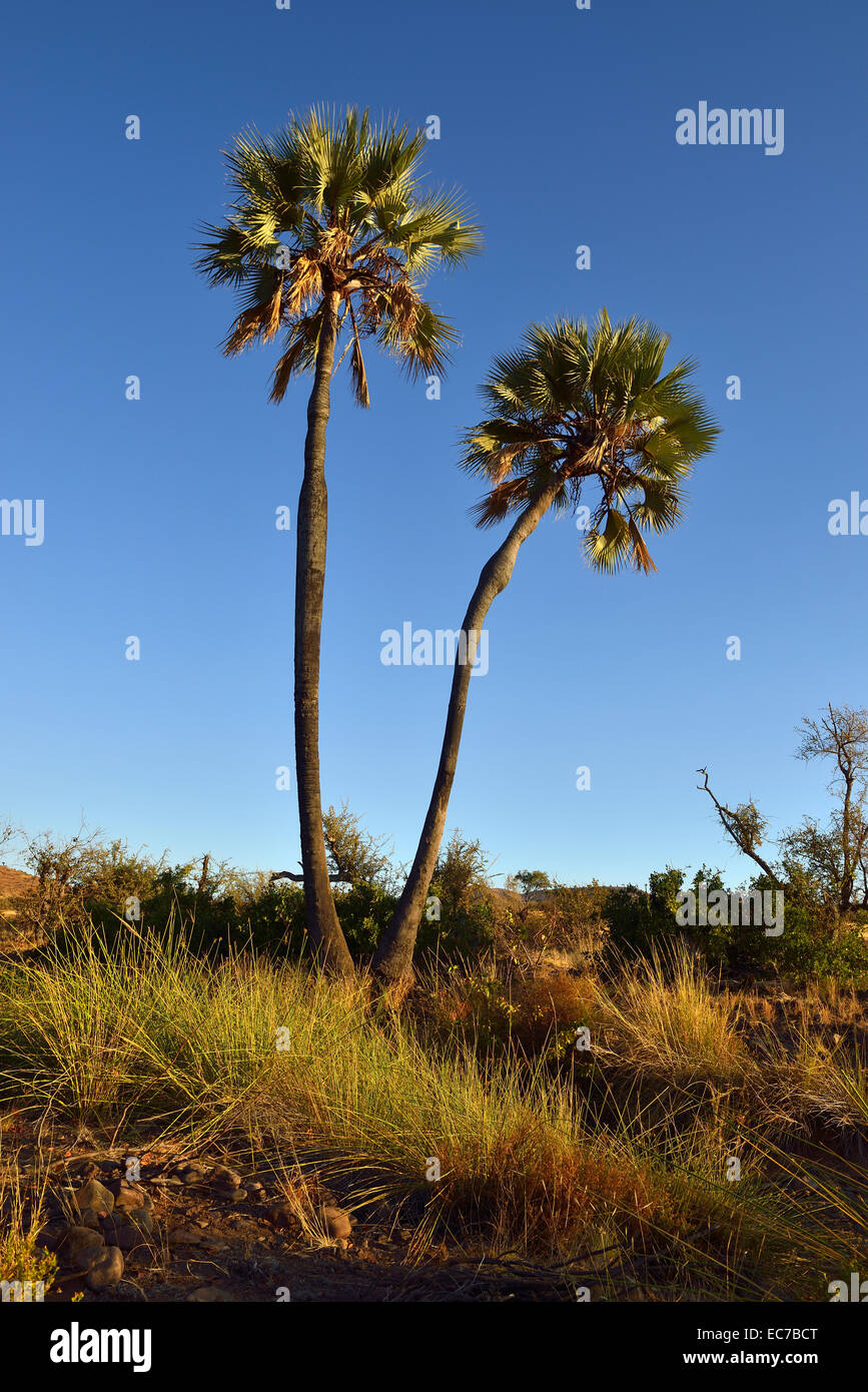 Namibia, Kunene, Damaraland, Borassus aethiopum at Uniab River valley Stock Photo