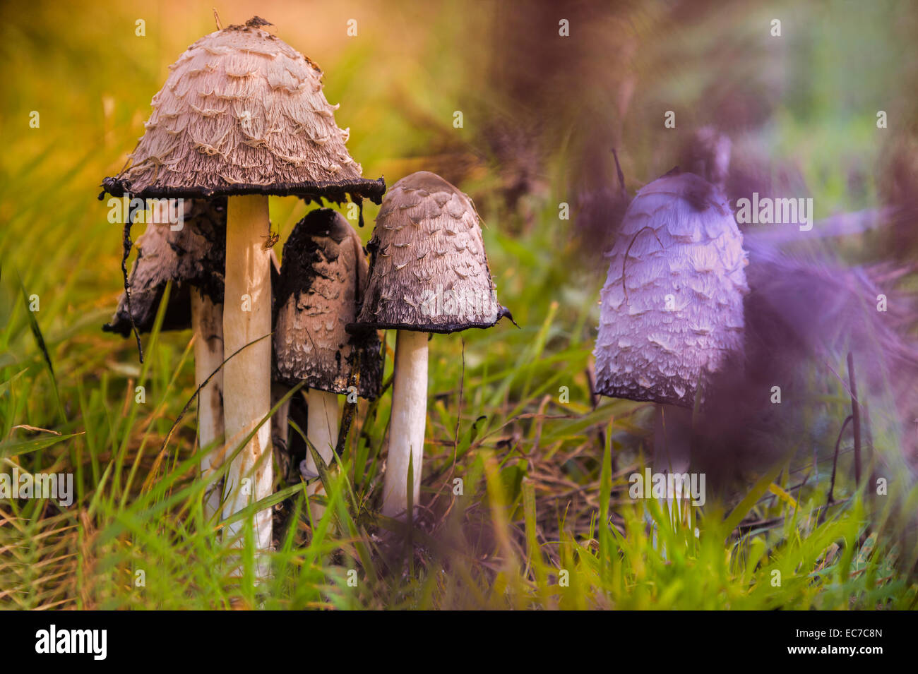 Germany, Shaggy ink caps, Coprinus comatus Stock Photo - Alamy