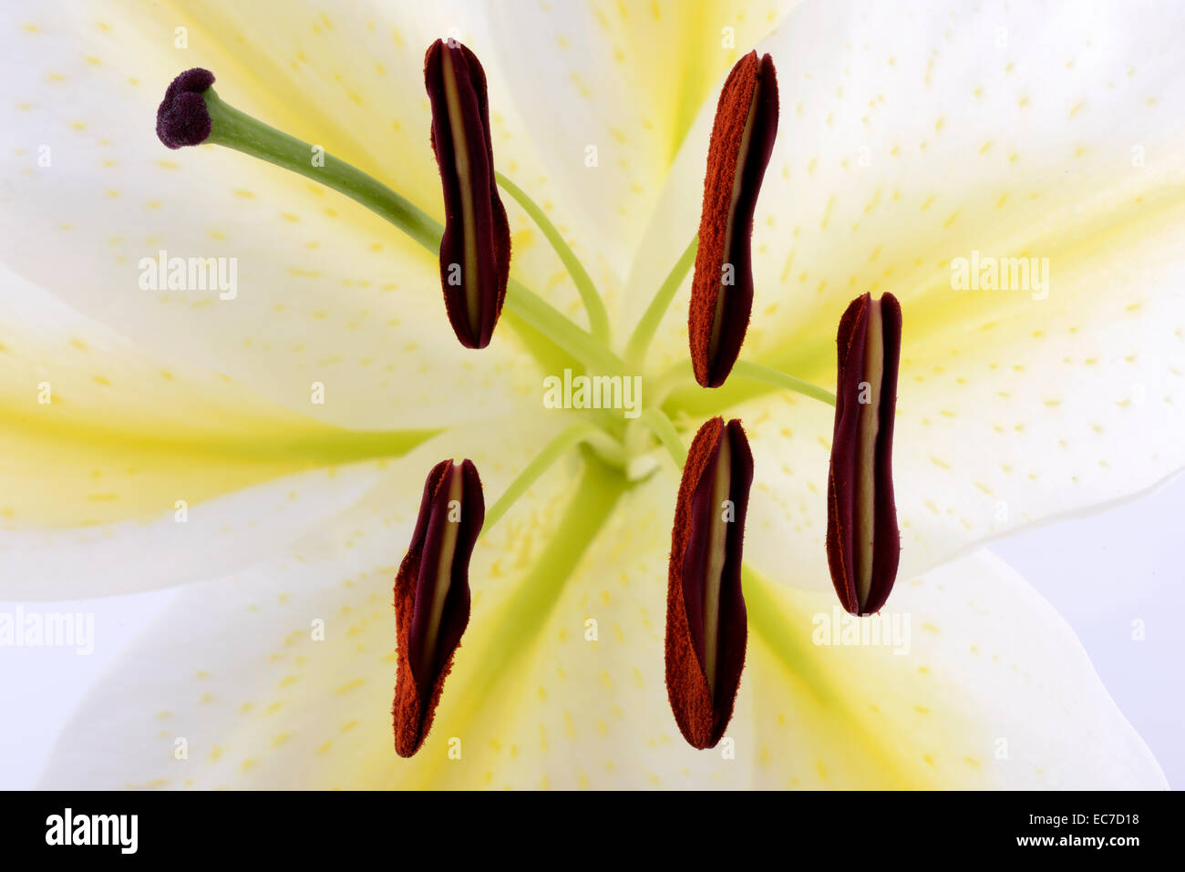 Lily anther and pollen Stock Photo