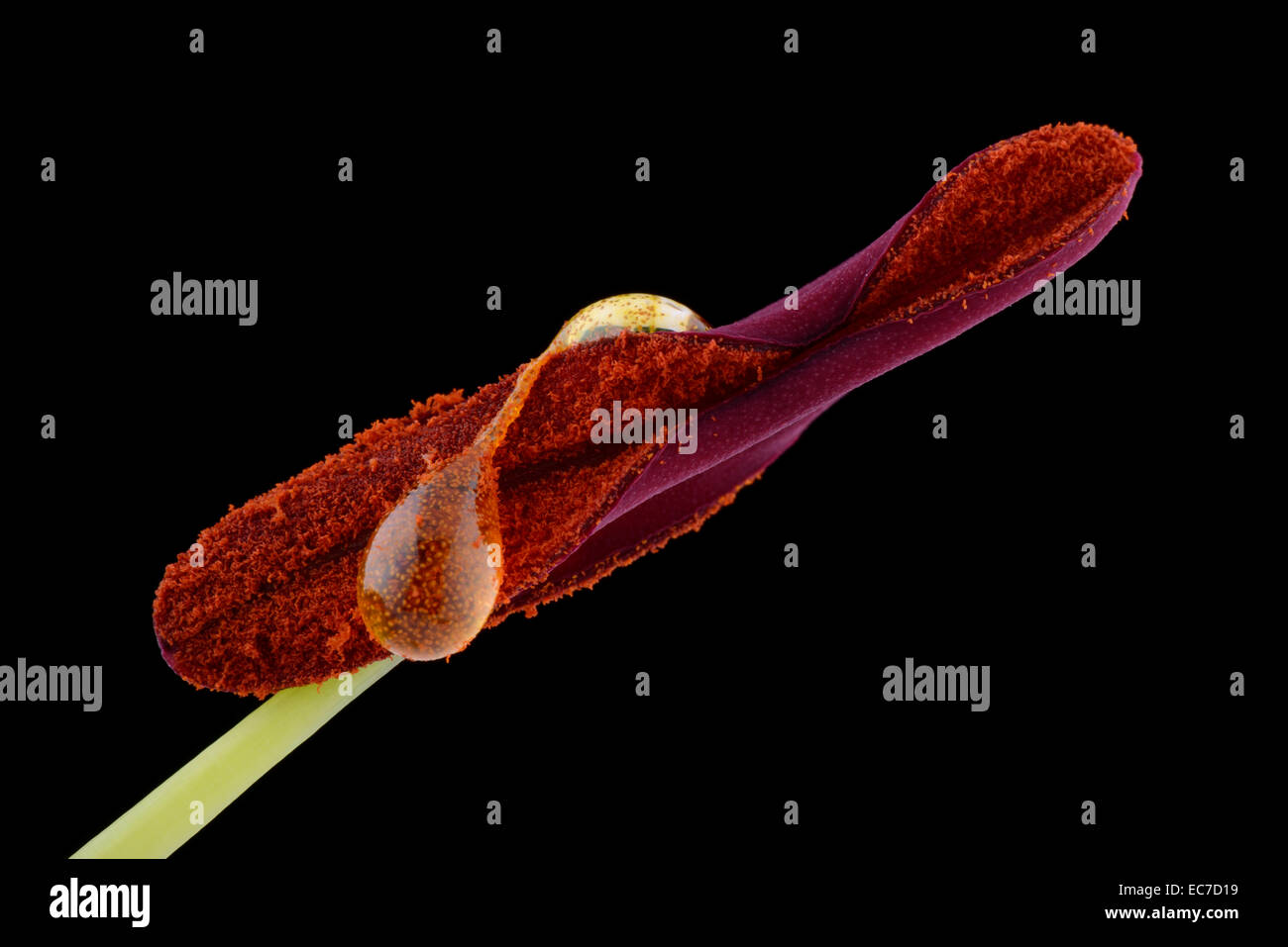 Lily anther and pollen with drops in front of black background Stock Photo