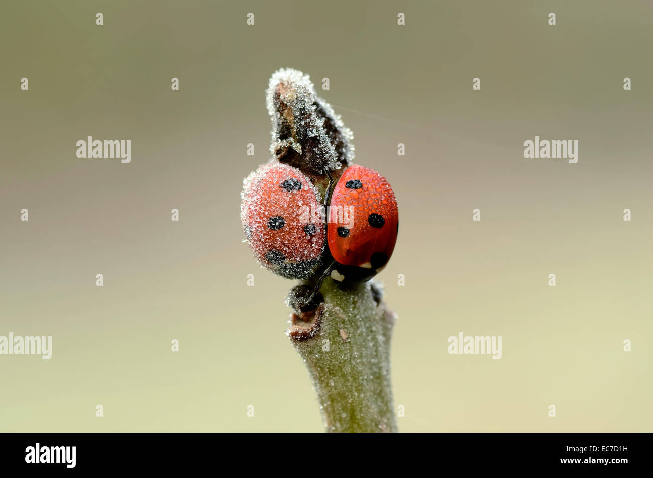 Two seven-spotted ladybirds, Coccinella septempunctata, on a twig covered with frost Stock Photo