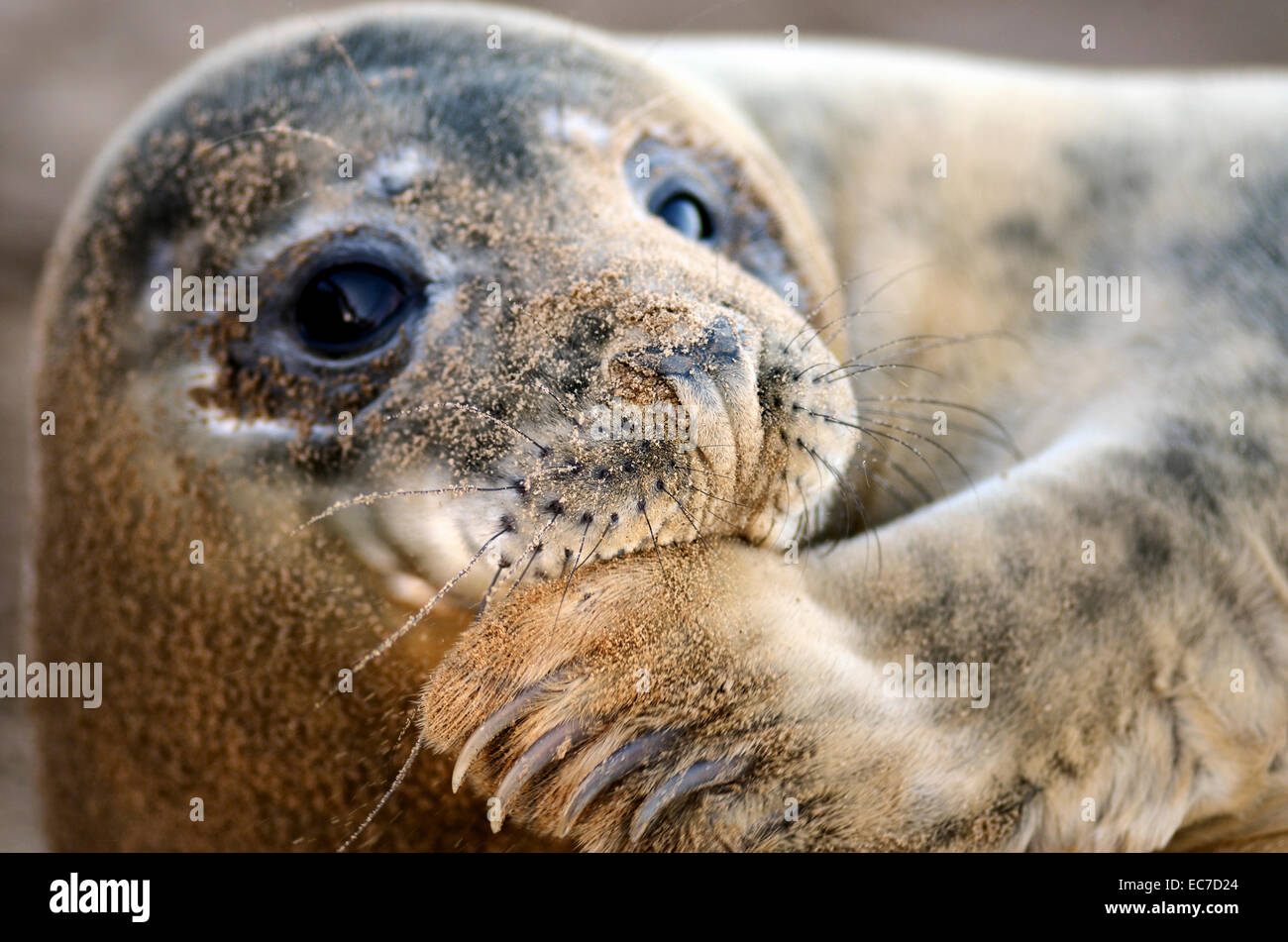 Portrait of Grey seal, Halichoerus grypus, with sandy snout Stock Photo