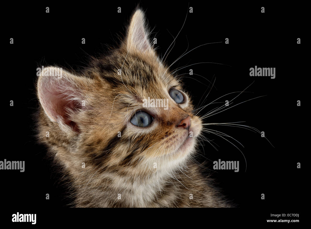 Portrait of tabby kitten, Felis Silvestris Catus, with blue eyes Stock ...