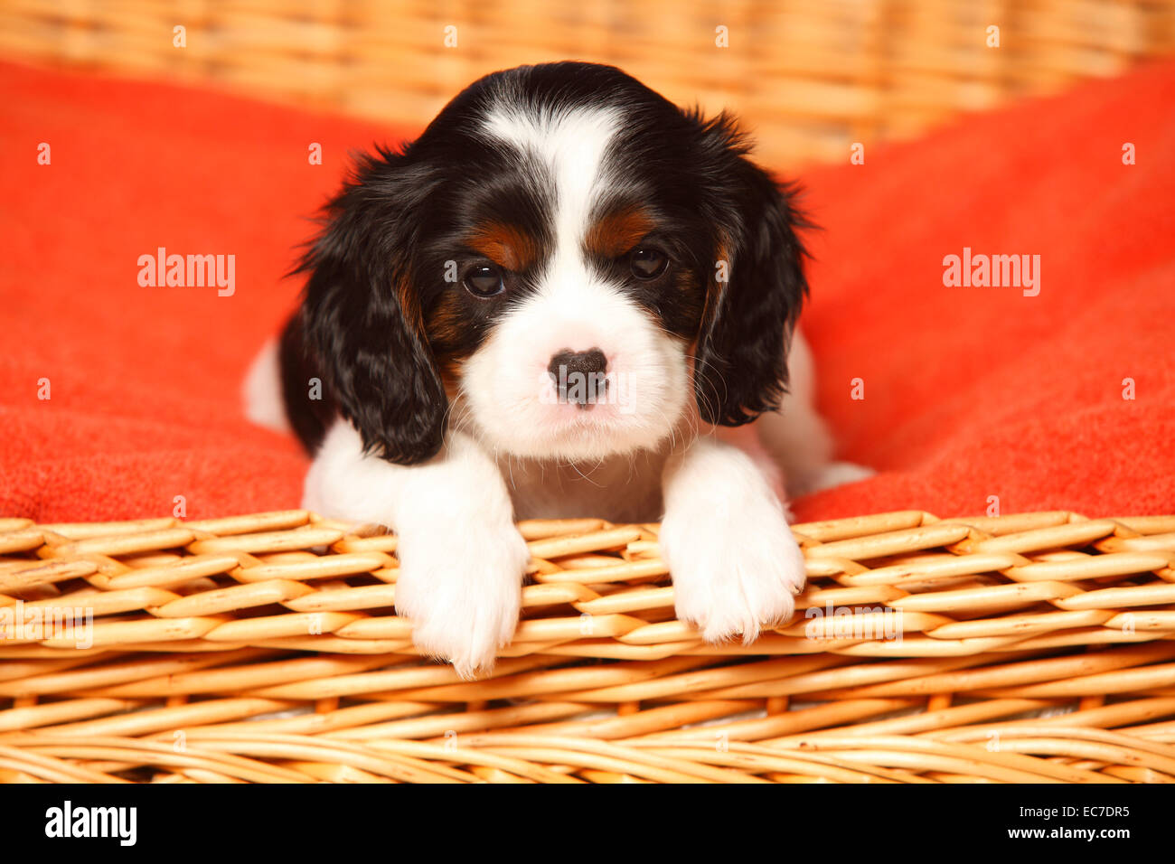 Portrait of Cavalier King Charles Spaniel puppy lying on red blanket in