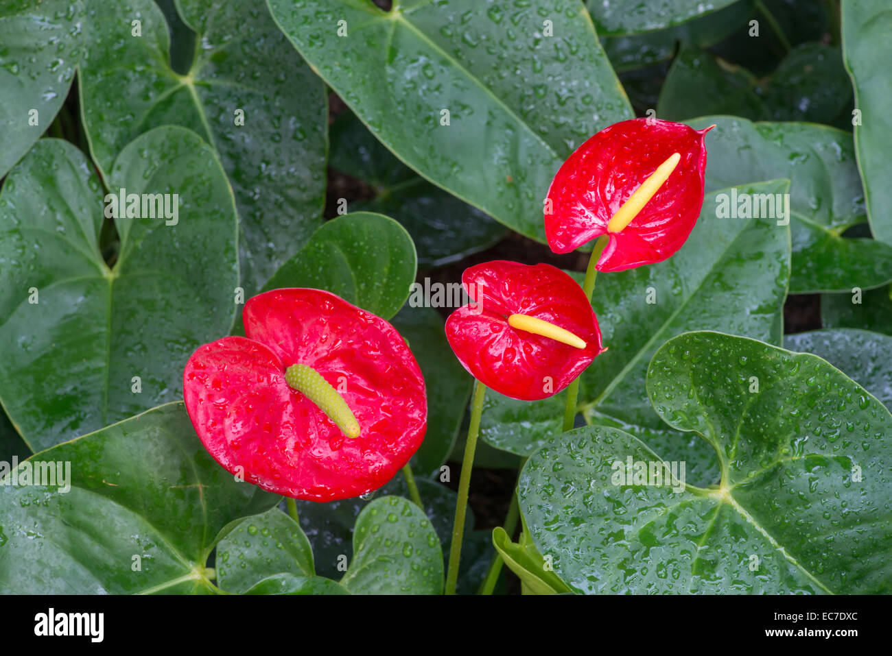 Anthurium royal champion hi-res stock photography and images - Alamy