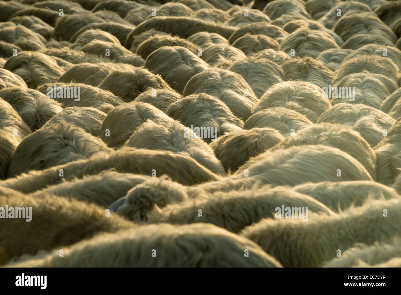 Italy, Tuscany, flock of sheep on a road Stock Photo