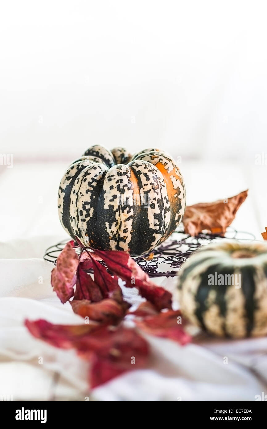 Pumpkins and autumn leaves in front of white background Stock Photo - Alamy