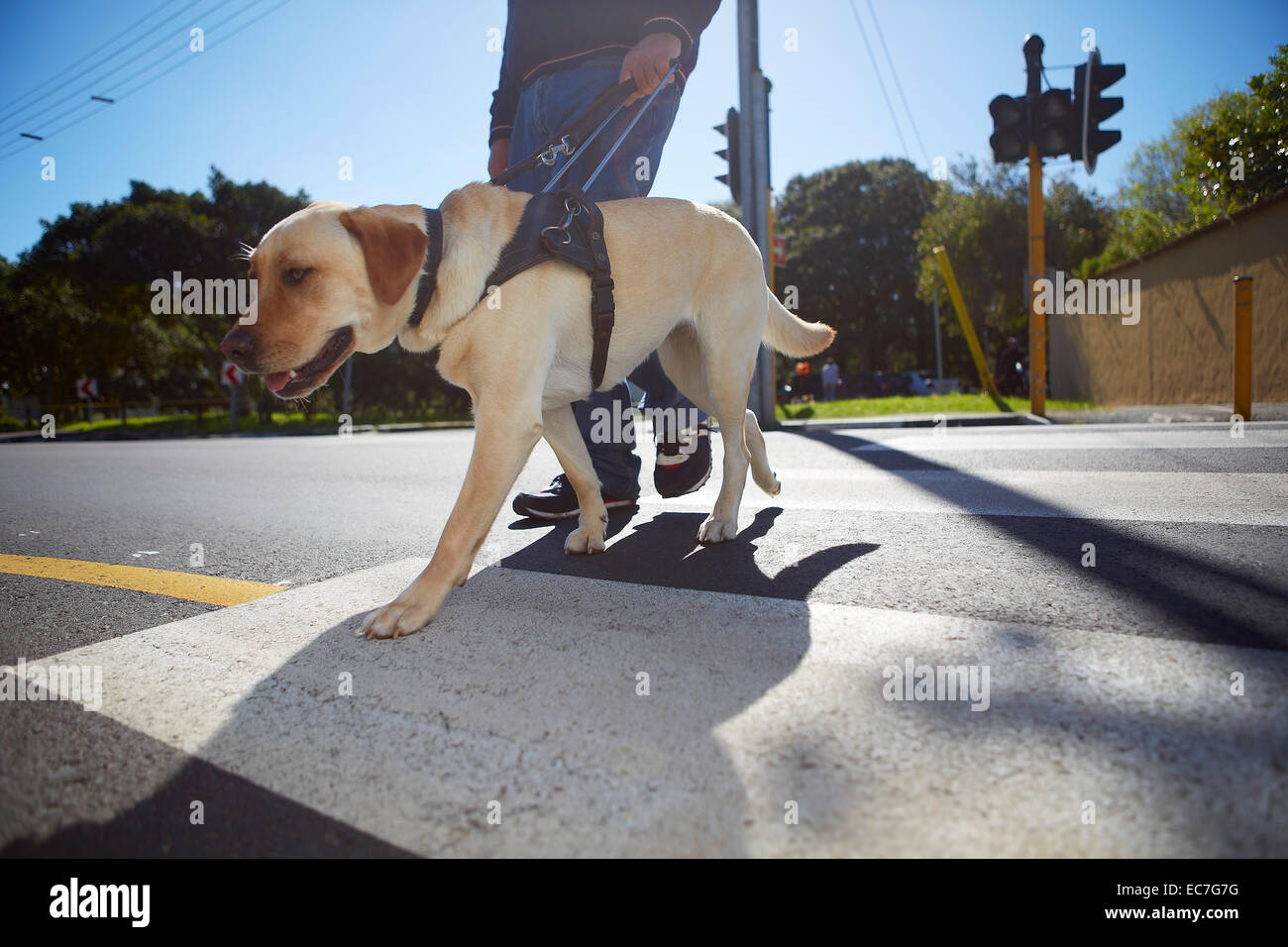 Visually impaired man crossing a street with his guide dog Stock Photo
