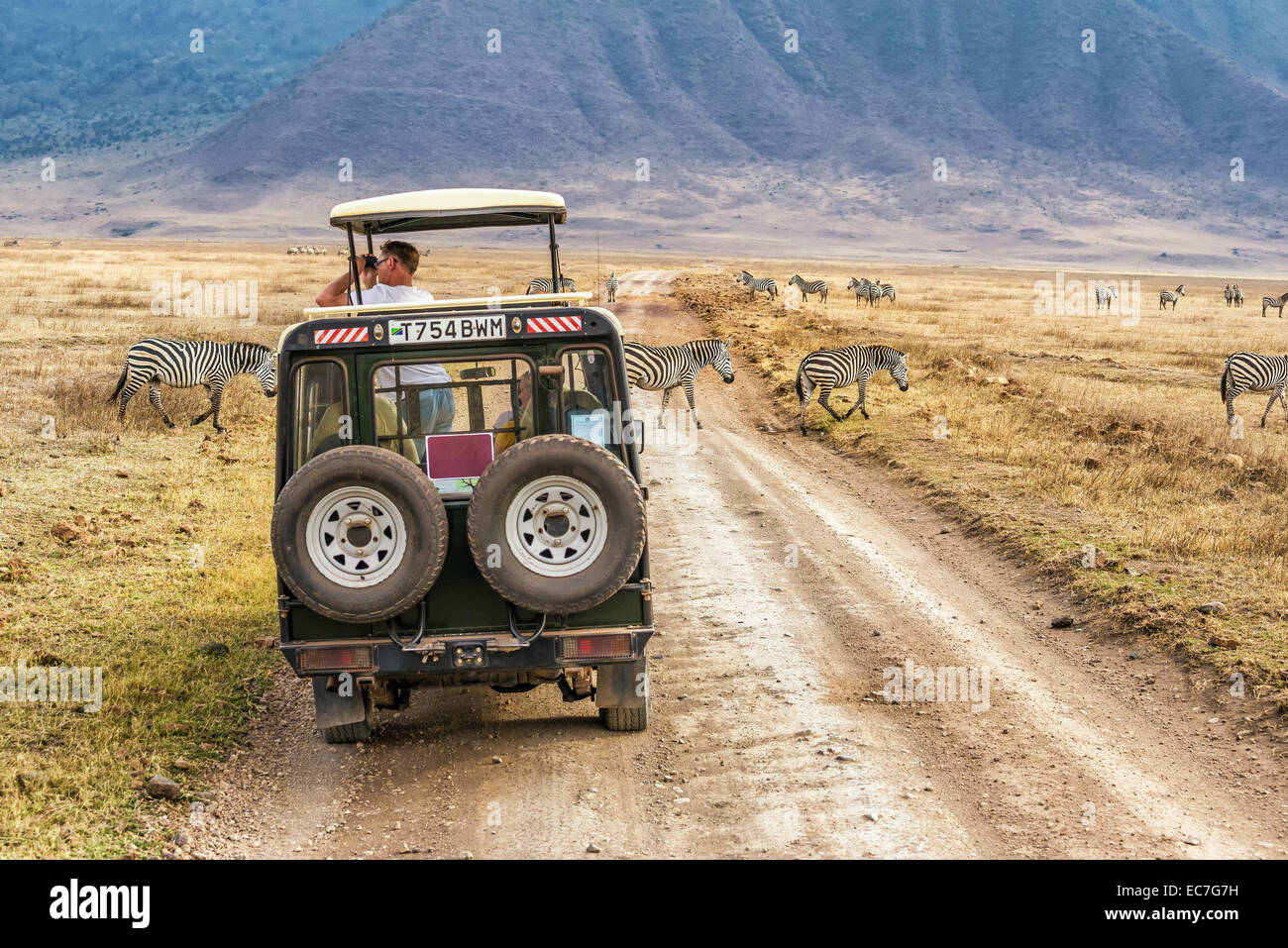 Tourists watching zebras from a safari car in Ngorongoro conservation area Stock Photo