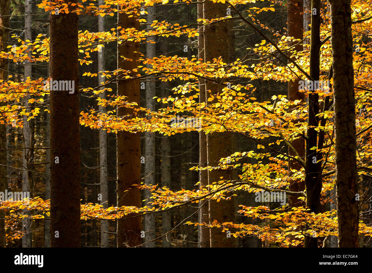 Germany, Bavaria, Bavarian Forest National Park, Autumn forest Stock Photo