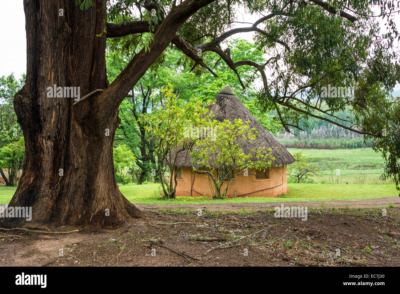 African round hut with thatched roof, big tree Stock Photo