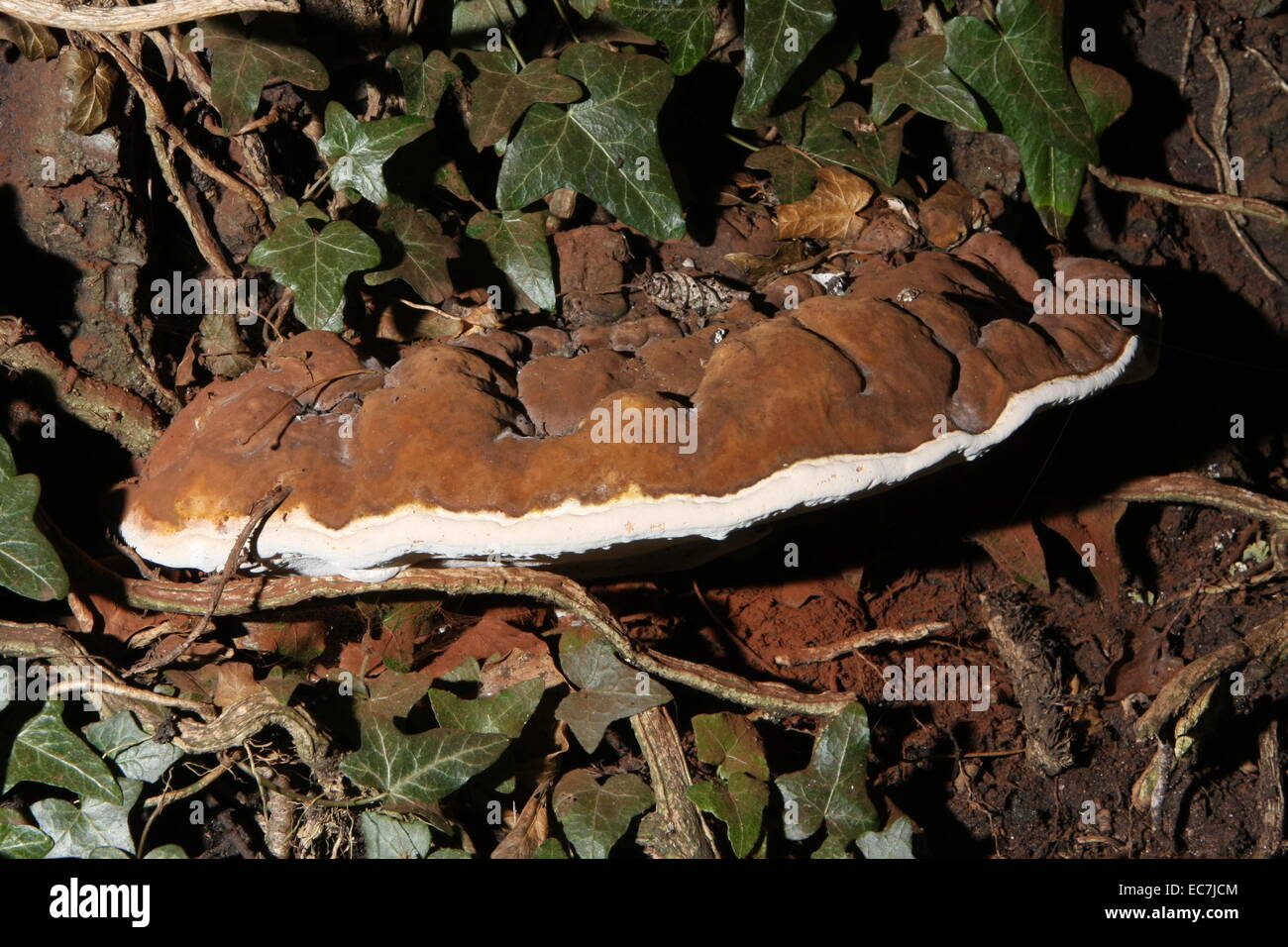 Artist''s fungus, Ganoderma applanatum Stock Photo