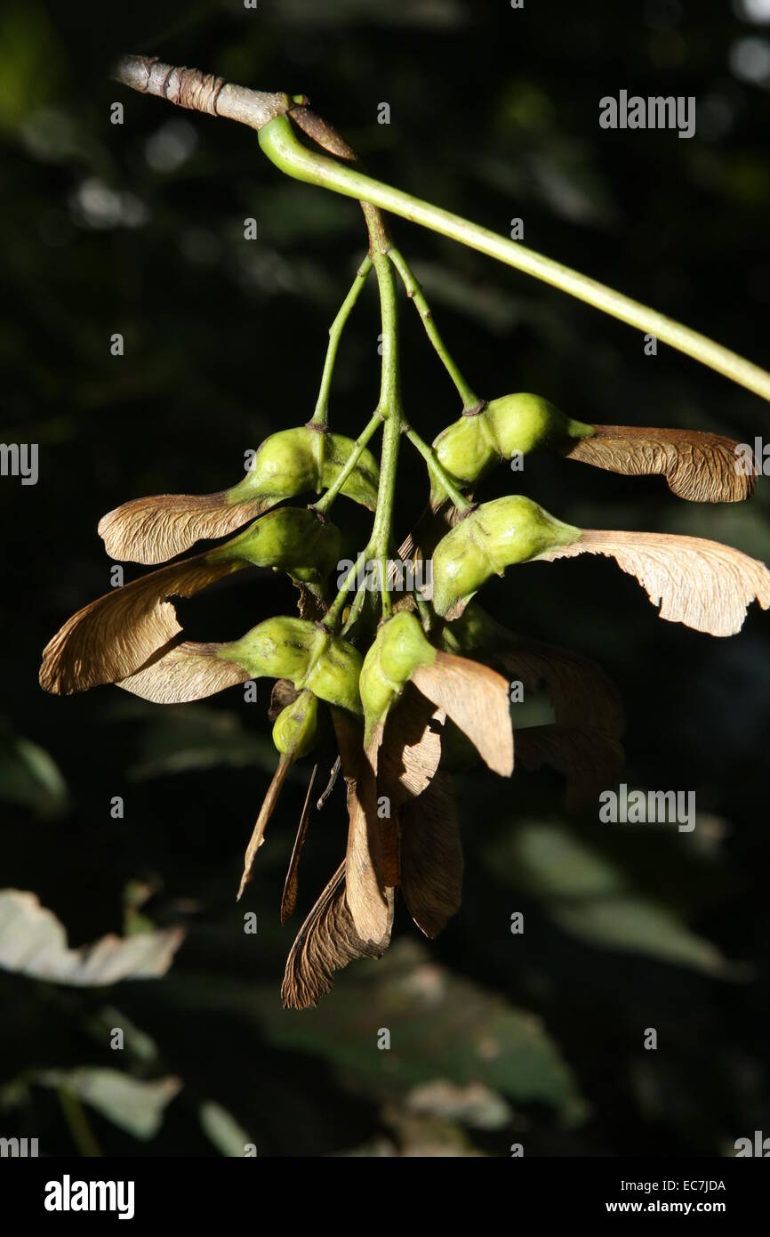 Sycamore seeds acer pseudoplantus Stock Photo Alamy