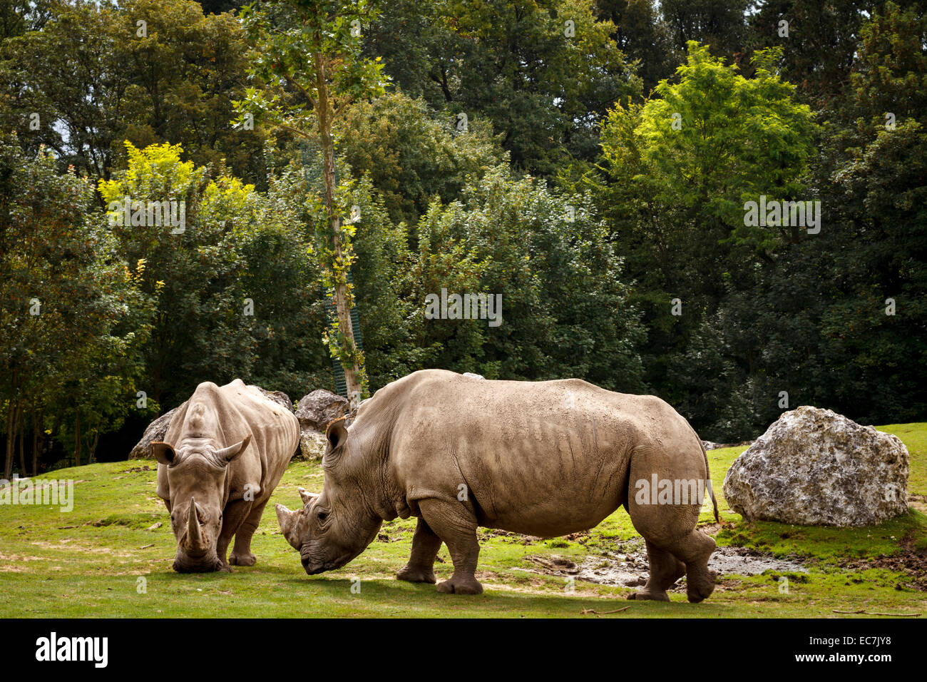 zoo parc beauval white rhino, France Stock Photo Alamy