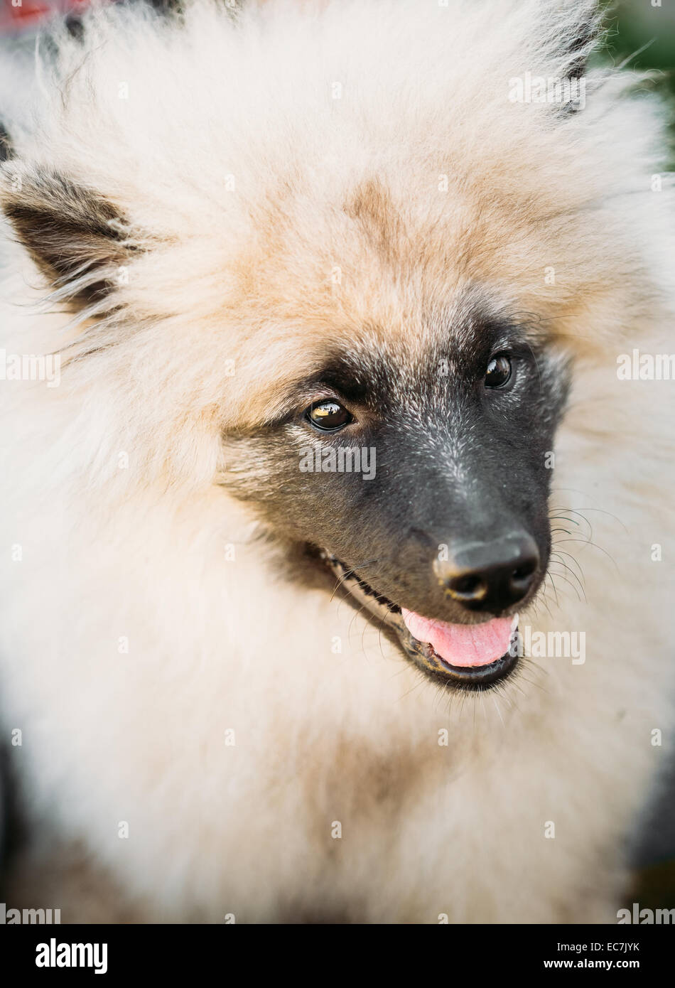 Gray Keeshound, Keeshond, Keeshonden Dog (German Spitz) Wolfspitz Close Up Portrait Stock Photo