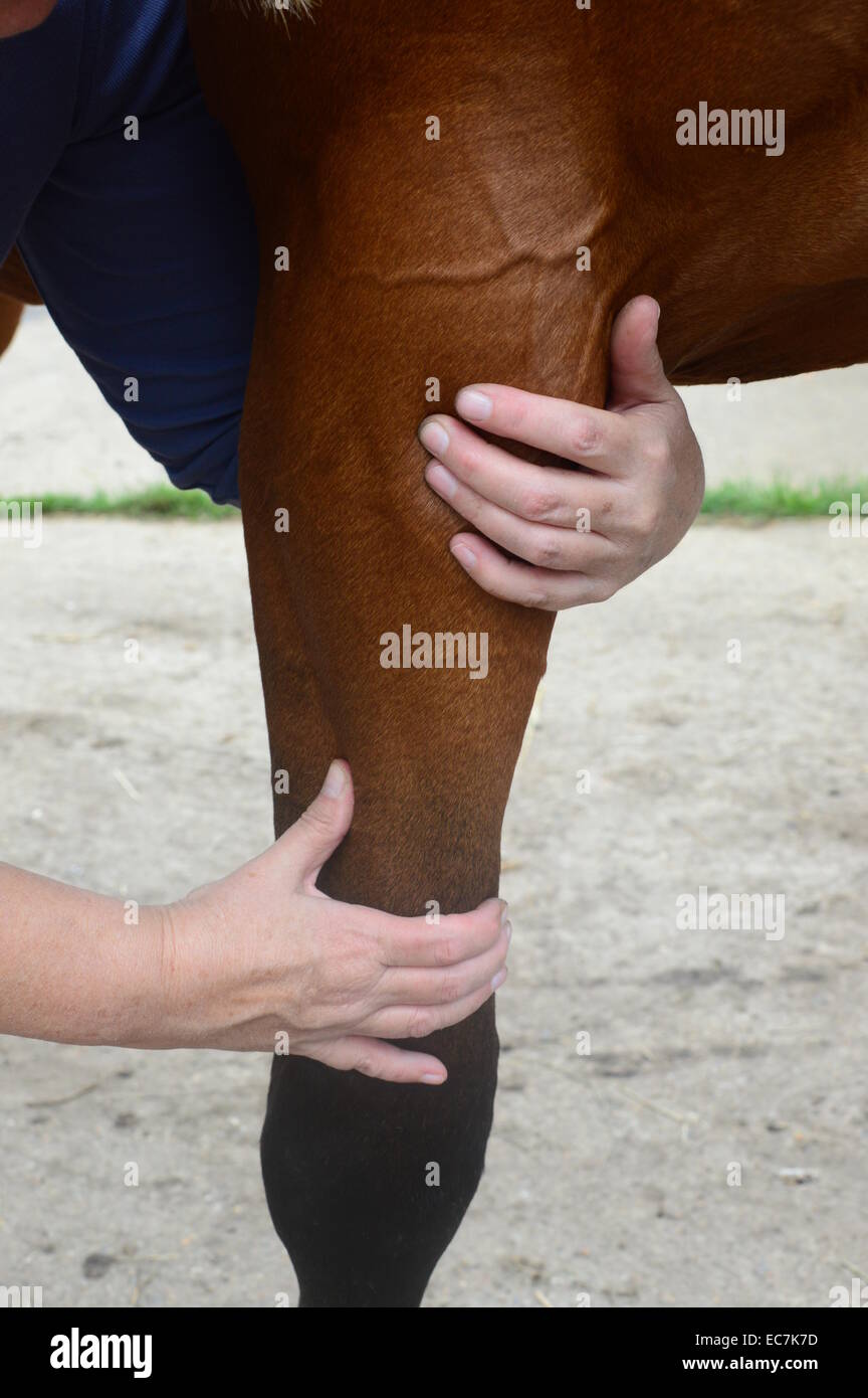 Horse shiatsu massage to horses leg Stock Photo Alamy