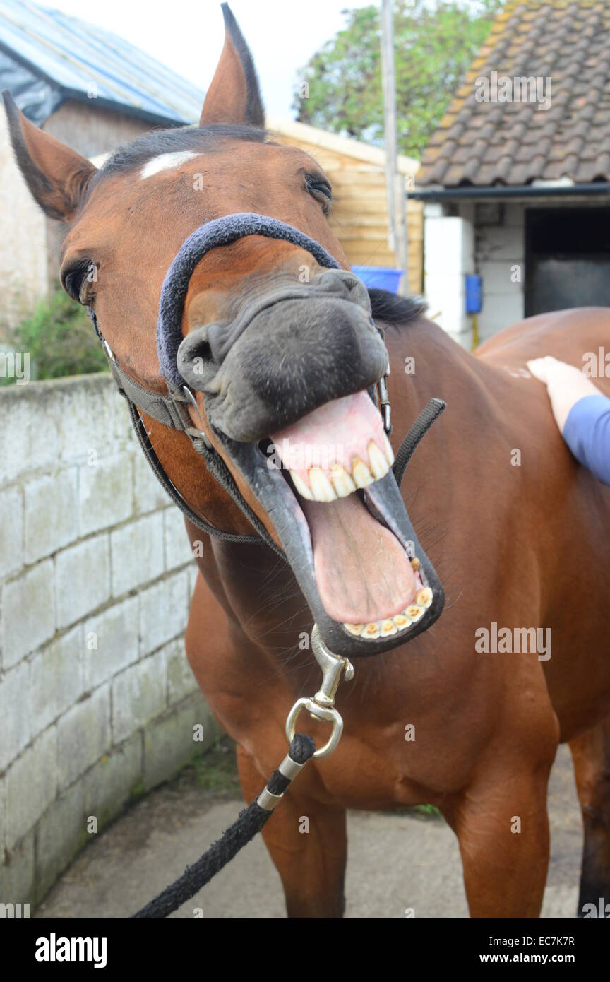 Horse shiatsu massage - horse laughing as enjoying treatment Stock Photo