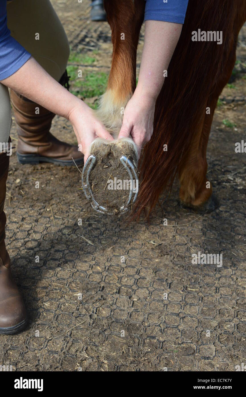 Horse shiatsu massage to foot Stock Photo