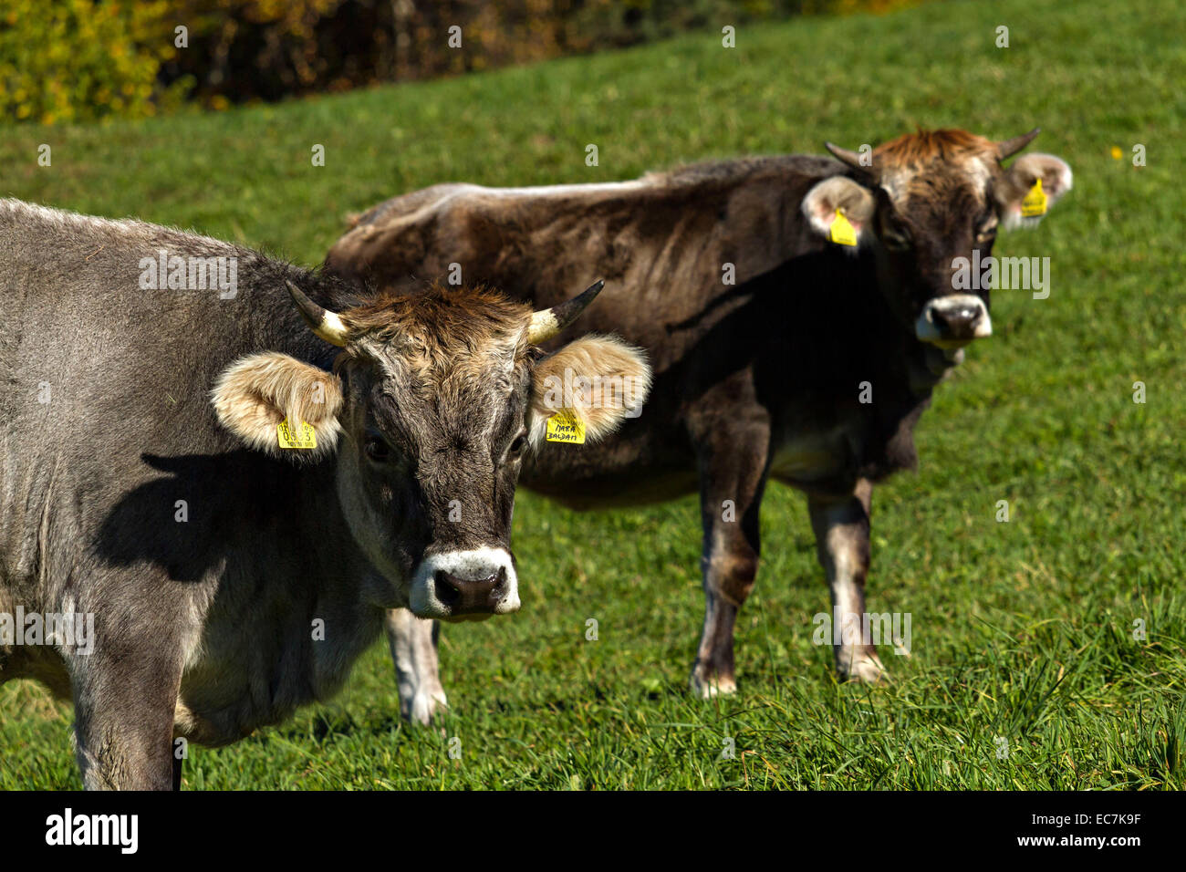 Alpine dairy cows in meadow, South Tyrol Italy, Europe. Stock Photo