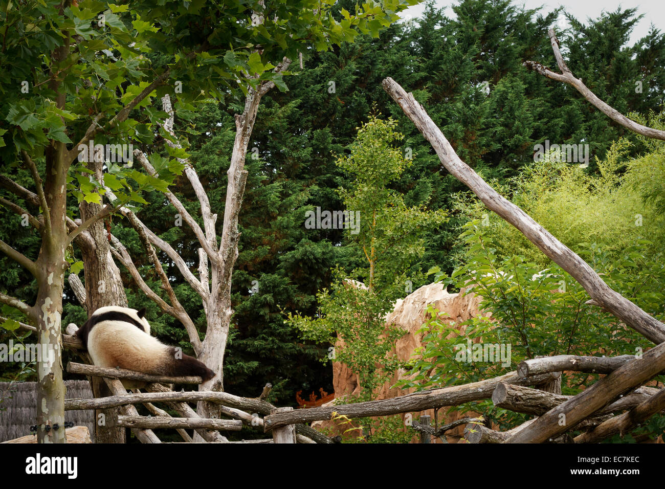 zoo parc beauval giant panda (ailuropoda melanoleuca) Stock Photo