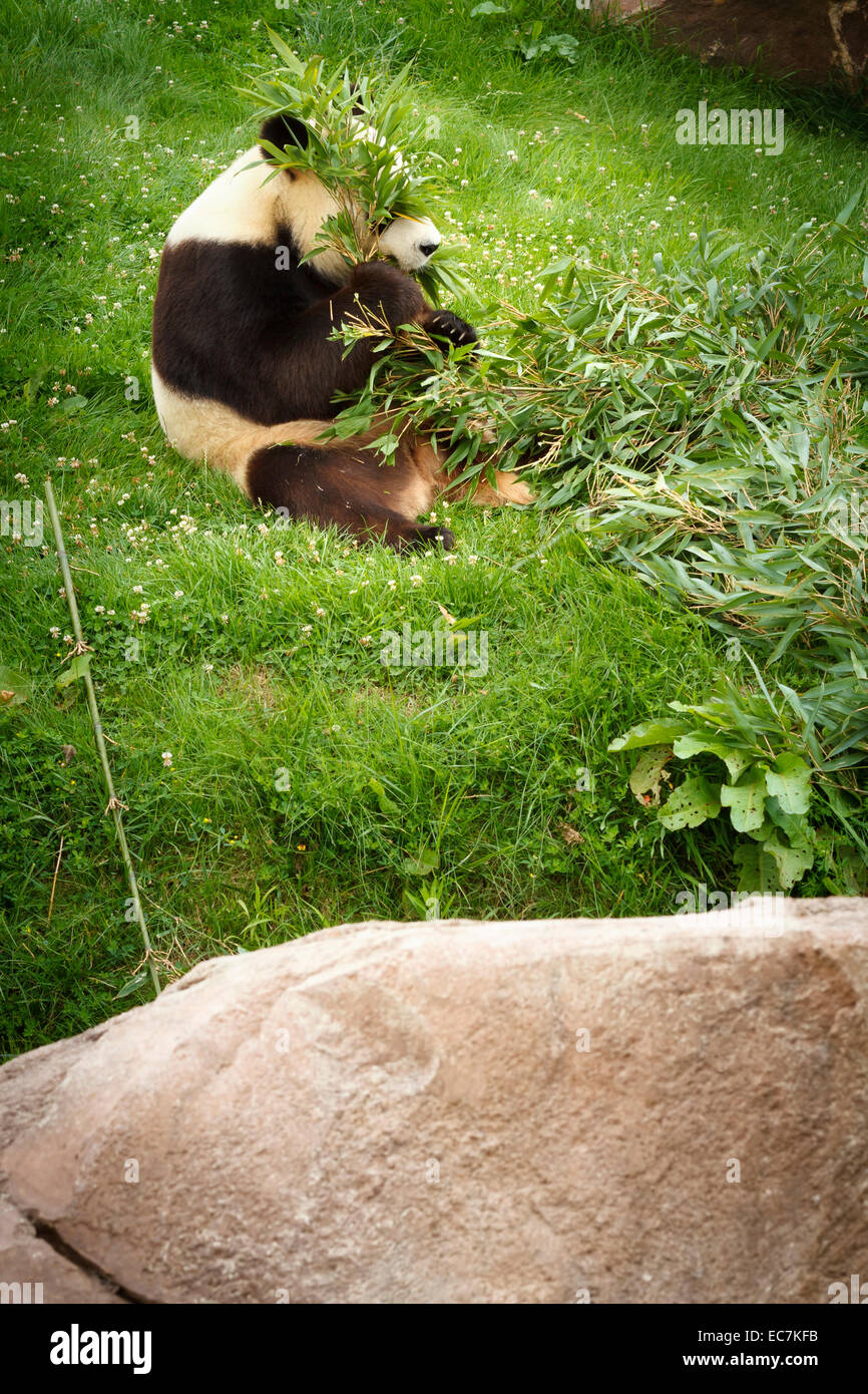 zoo parc beauval giant panda (ailuropoda melanoleuca) Stock Photo