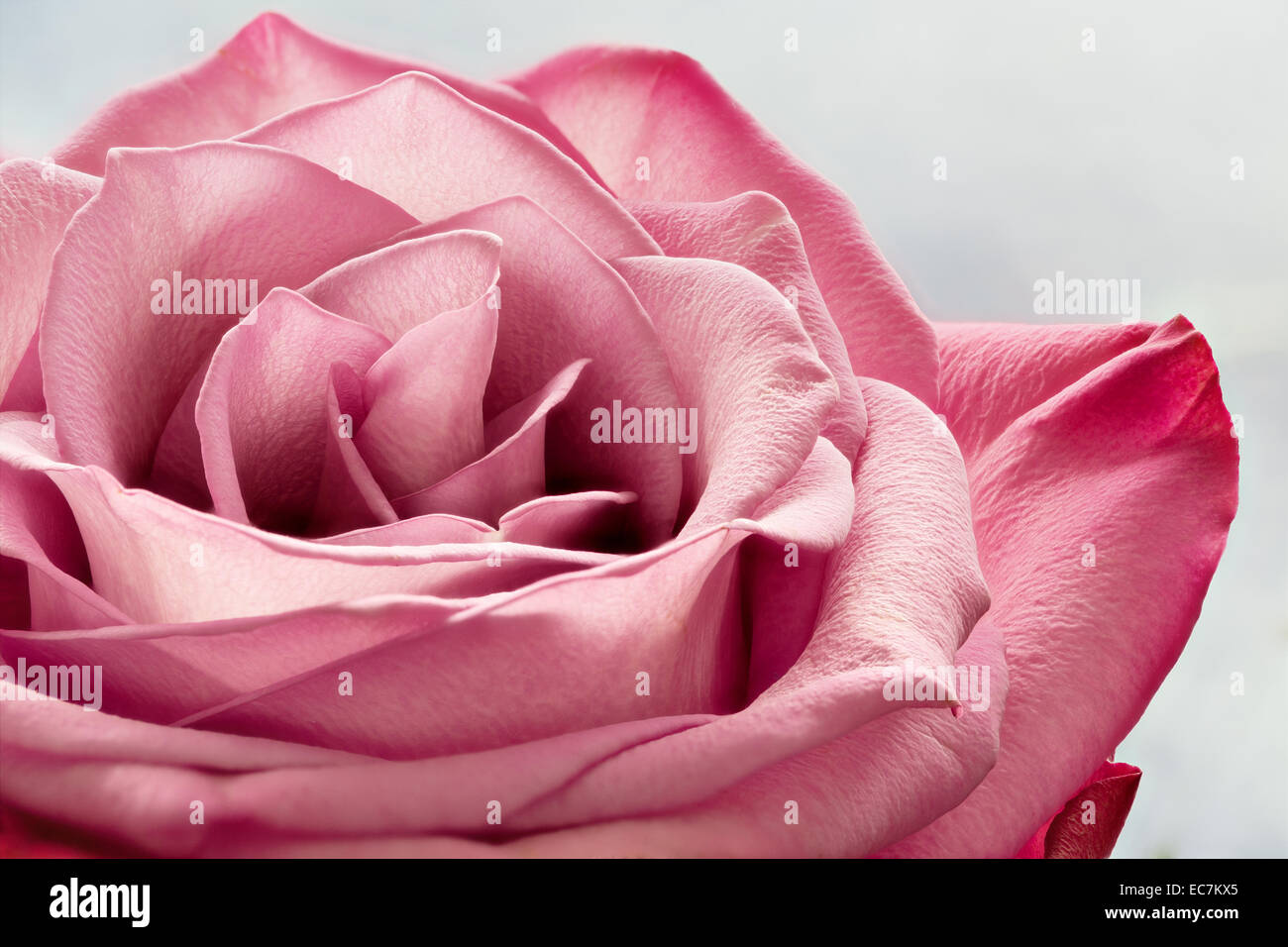 Pink rose blossom Stock Photo