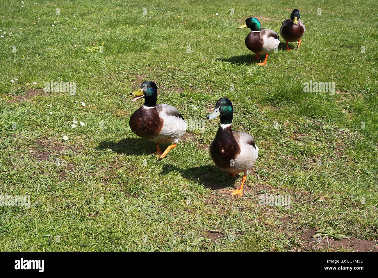 Male Mallard (Anas platyrhynchos) in their breeding plumage. The mallard is the most famous duck and the root form of the domestic duck. Photo: Klaus Nowottnick Date: April 23, 2010 Stock Photo