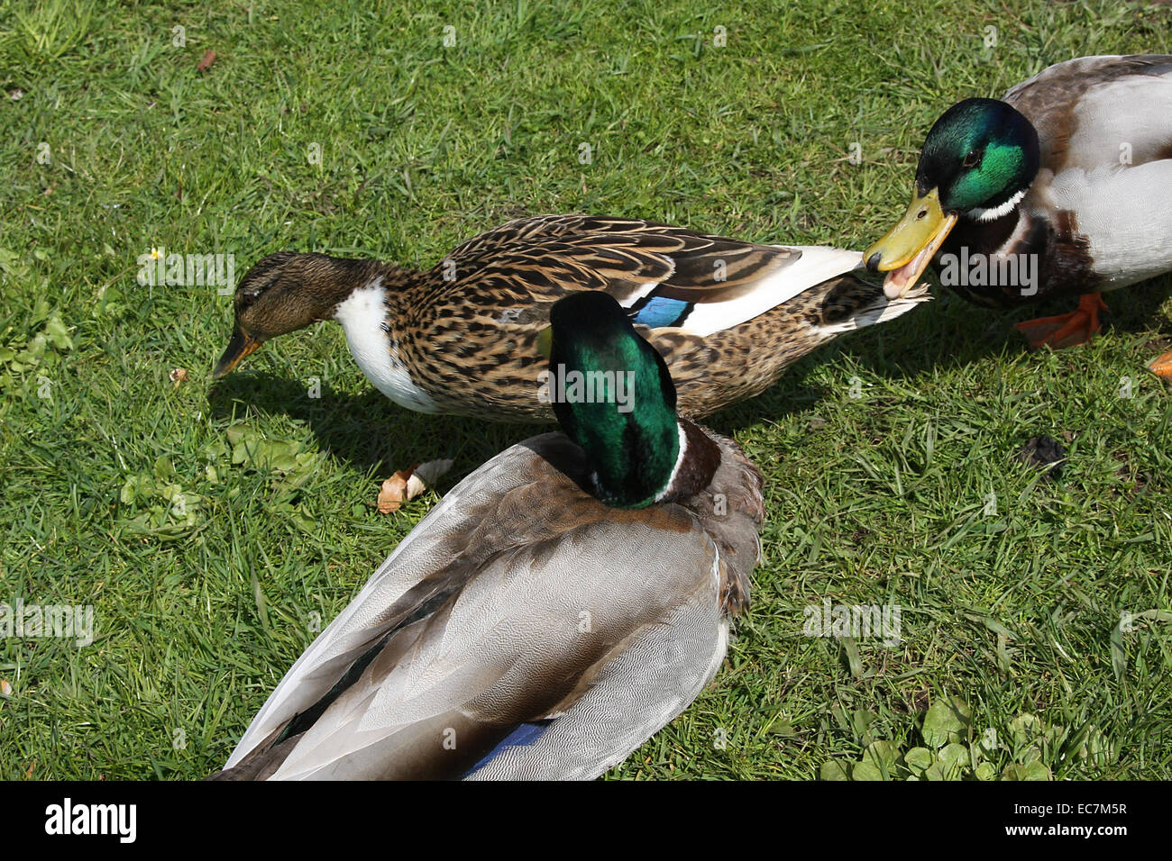 Male Mallard in front and at right. The female duck behnd in centre (Anas platyrhynchos). The mallard is the most famous duck and the root form of the domestic duck. Photo: Klaus Nowottnick Date: April 23, 2010 Stock Photo