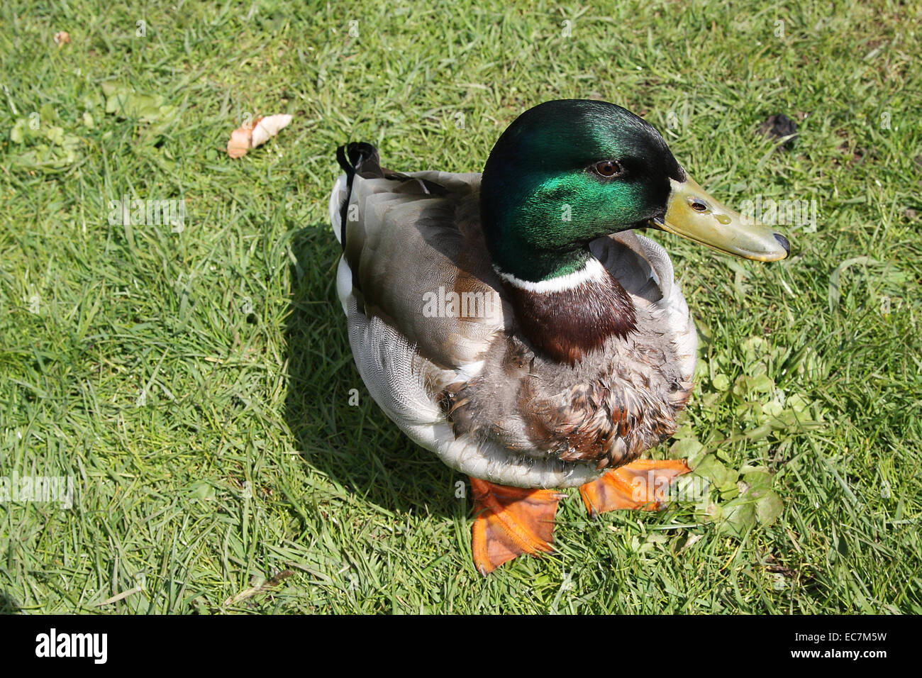 Male Mallard (Anas platyrhynchos) in their breeding plumage. The mallard is the most famous duck and the root form of the domestic duck. Photo: Klaus Nowottnick Date: April 23, 2010 Stock Photo