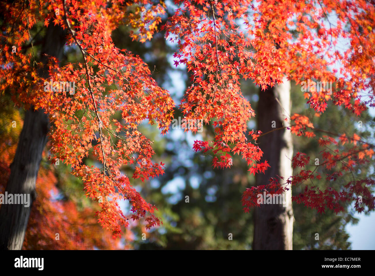 Autumn colors at shinnyo-do temple, kyoto, Japan. Stock Photo