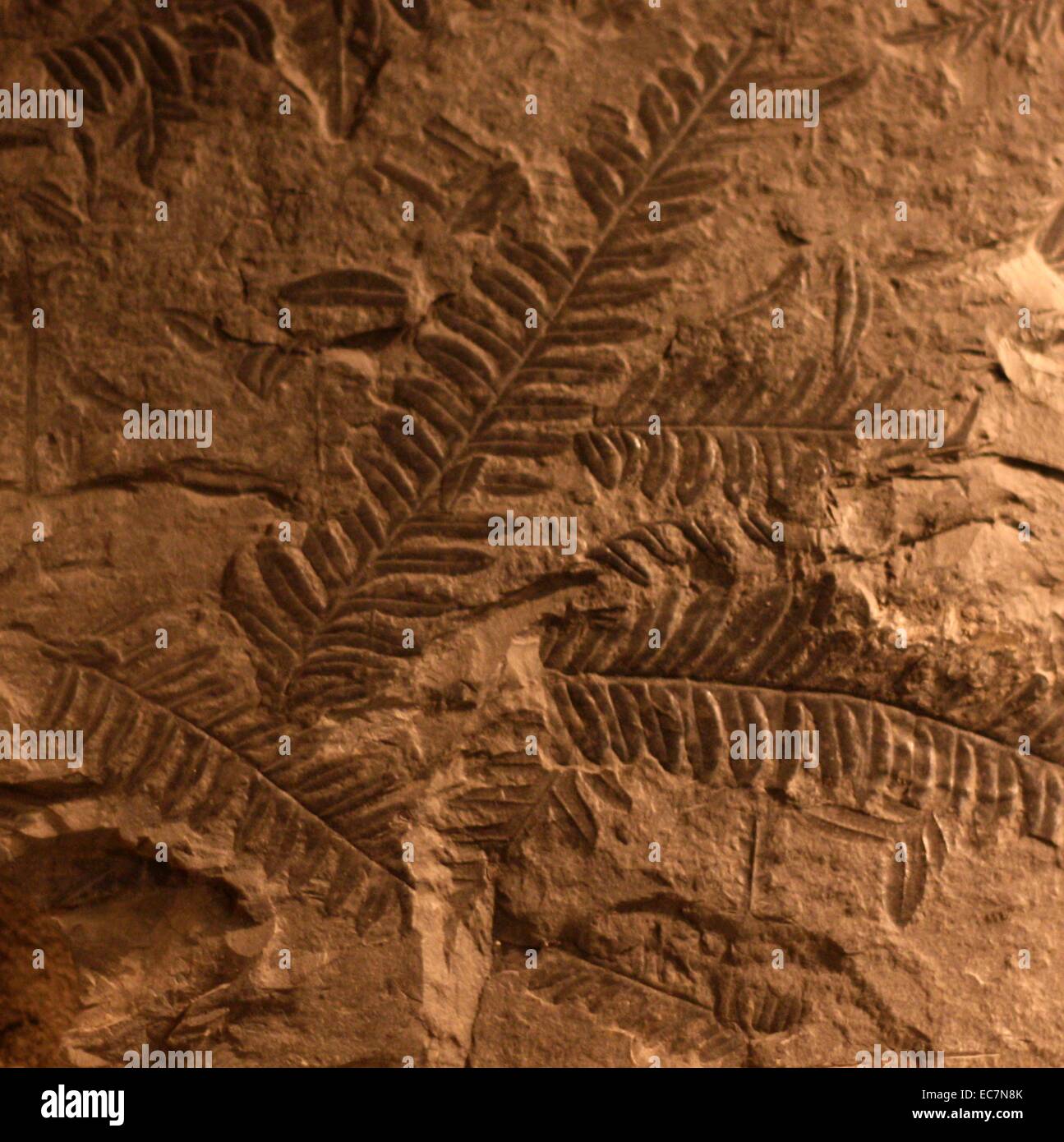 Pteridospermatophyta Seed Ferns refers to several distinct groups of