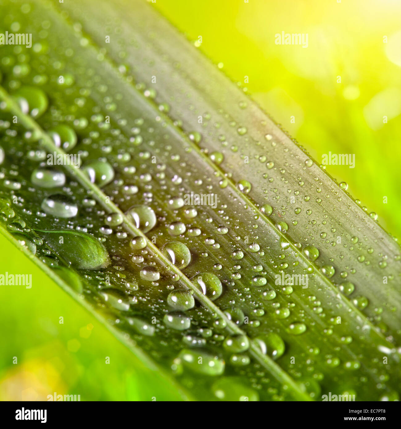 green leaf with water drops on natural sunny background Stock Photo - Alamy
