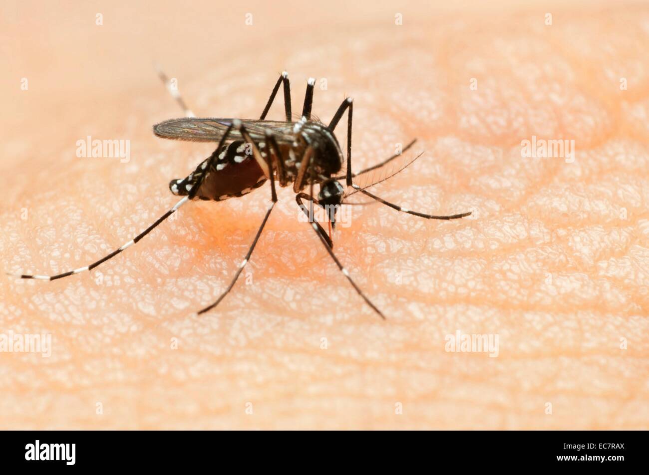 Dengue fever chikungunya virus zika virus bite infection aedes mosquito