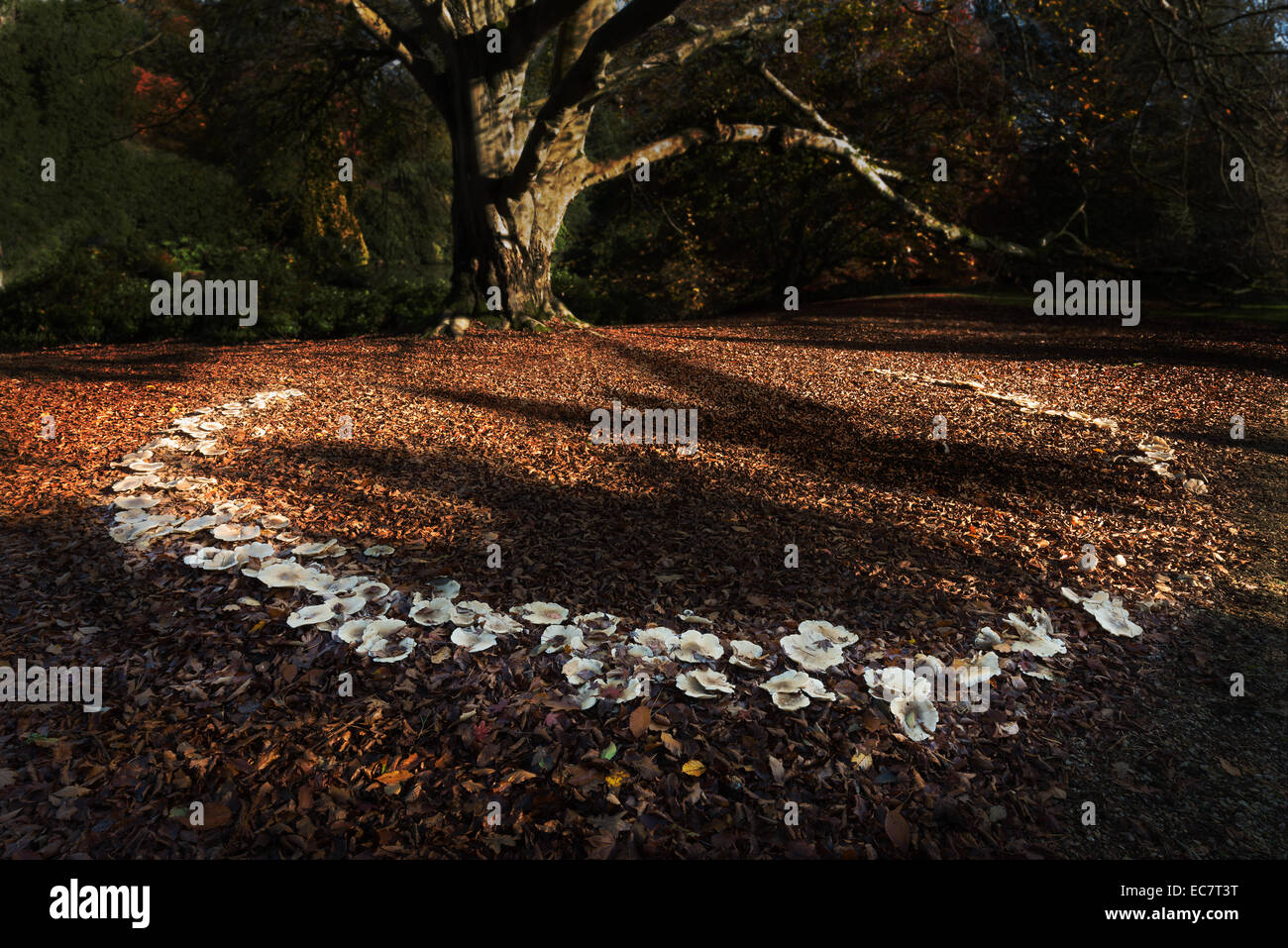 large magic folklore fairy ring beneath a mature old massive copper beech tree in the fall autumn with harsh shadow of fairies Stock Photo
