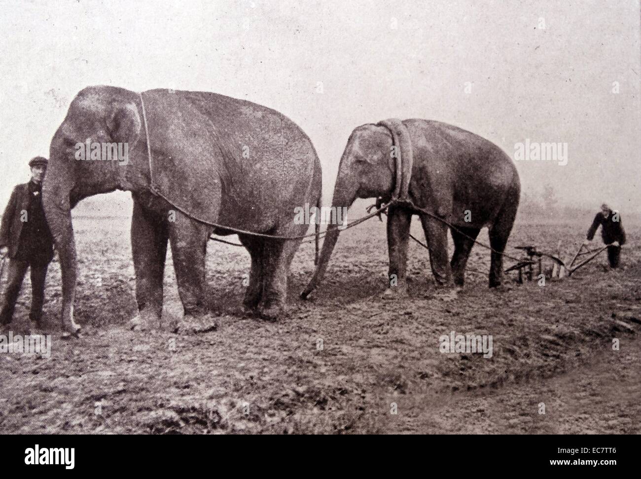 Elephants used in war hi-res stock photography and images - Alamy