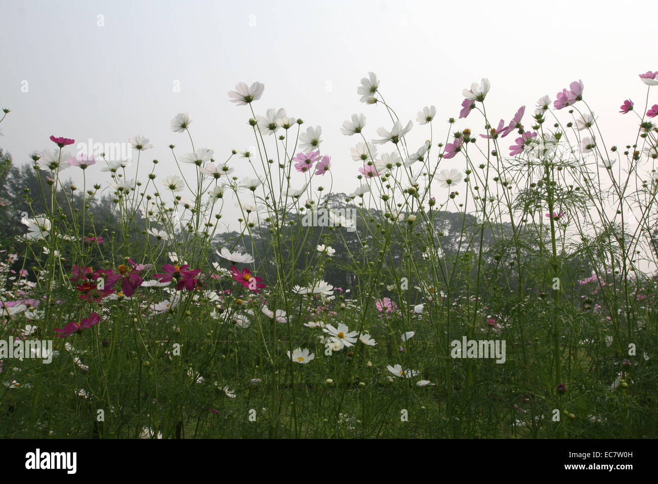 Cosmos flower field hi-res stock photography and images - Alamy