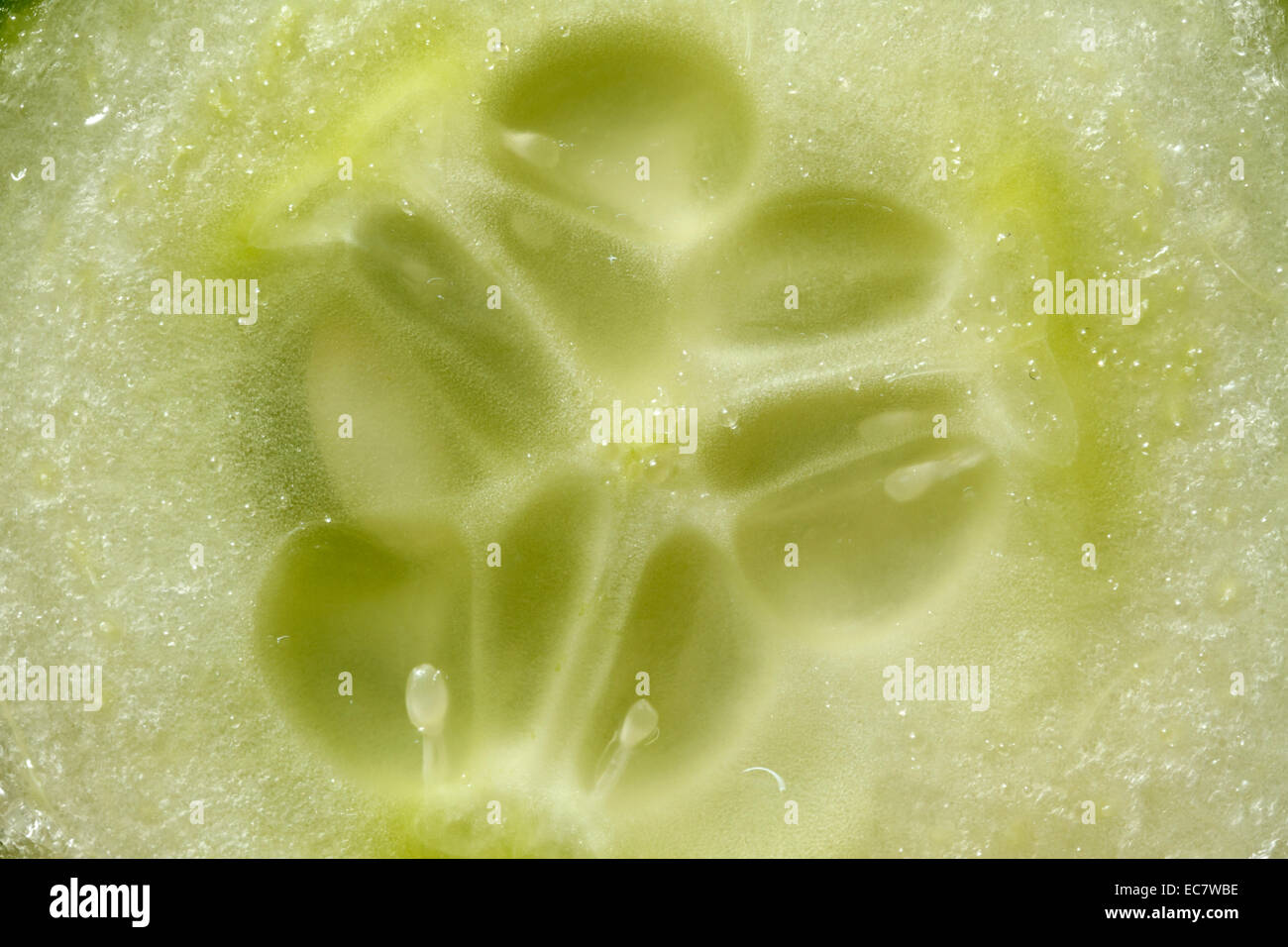 cucumber, extreme close-up, macro photography. Stock Photo