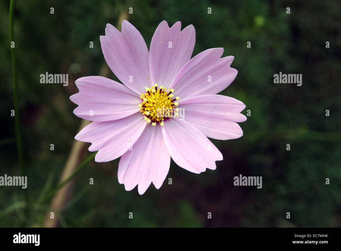 December 2014.cosmos flower. Stock Photo