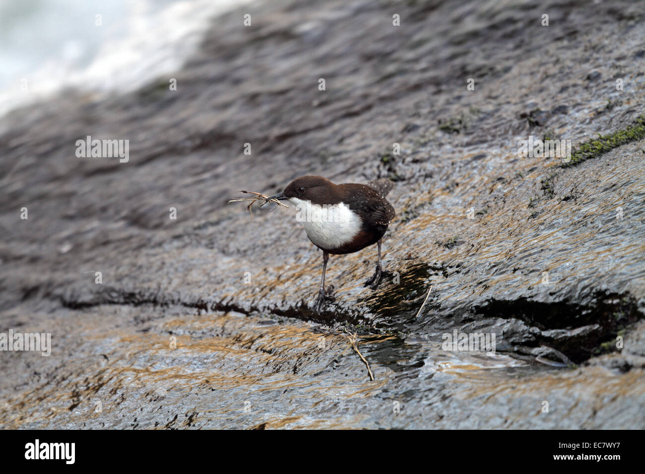 Euorpean Dipper, Cinclus cinclus, wetting nest lining before taking it to the nest Stock Photo