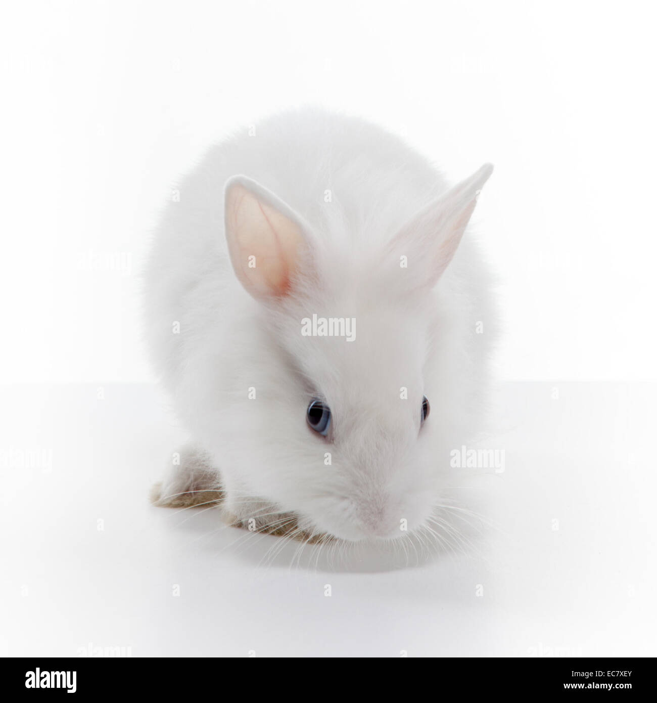 White rabbit isolated on white background Stock Photo - Alamy