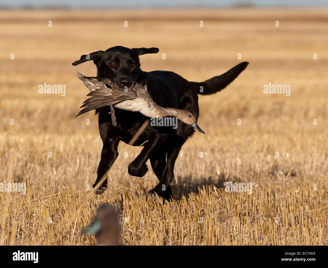 Duck Hunting Dog Stock Photo
