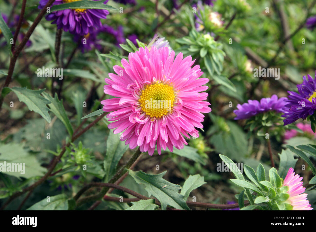 aster alpinus.  flower, color Stock Photo