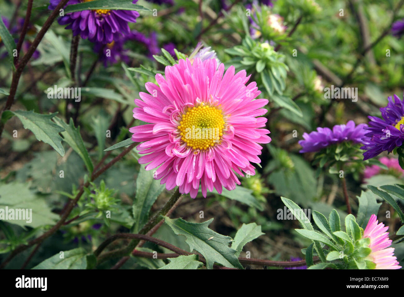 aster alpinus.  flower, color Stock Photo